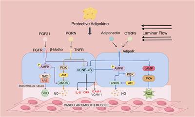 Multifaced roles of adipokines in endothelial cell function